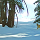 Illustration for article titled Rare Fox Spotted In Yosemite For The First Time In Nearly 100 Years
